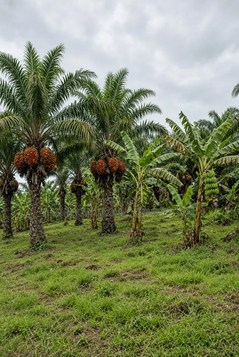 Fruiting Oil Palm and Plantain Plantation Trees in Anambra State in Awka