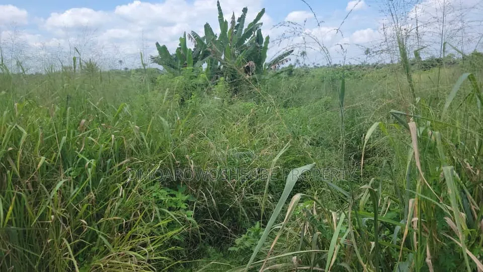 Farmland Close to Main Road in Akure