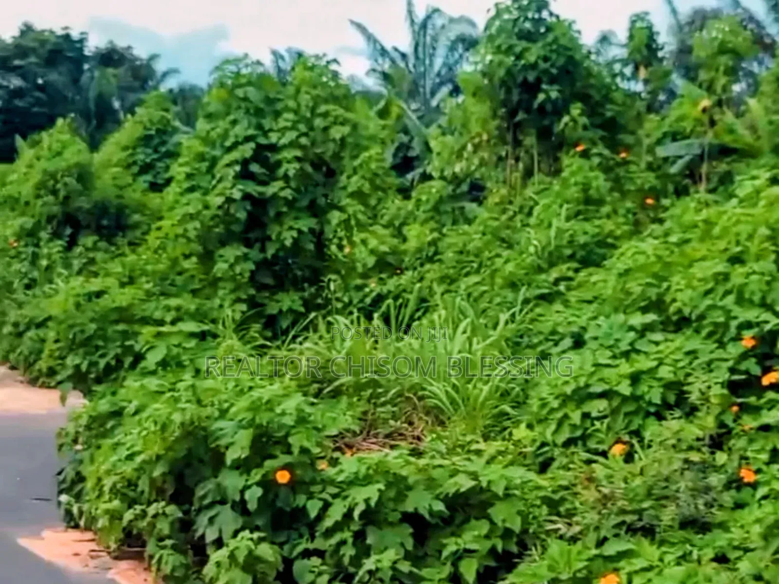6 Plots on the Tarred Road for Sale in Umuahia