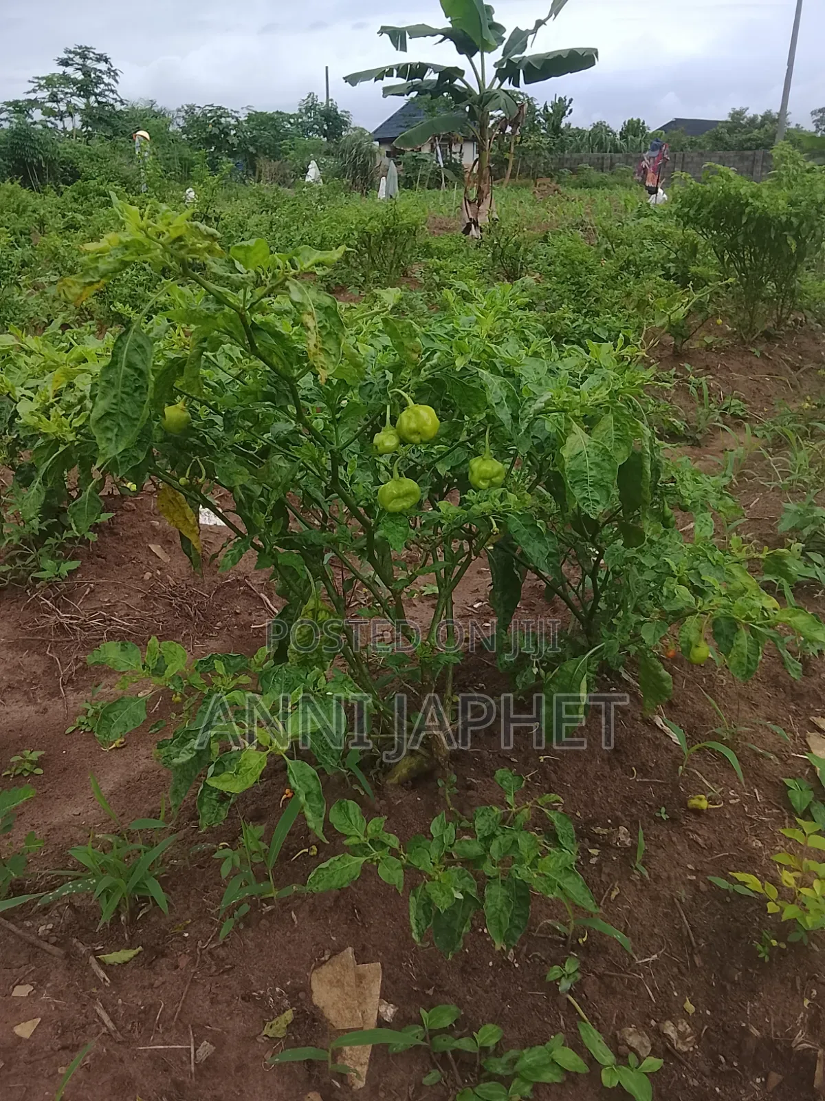 Tomato and Pepper Farm for Sell Abeokuta in Odeda