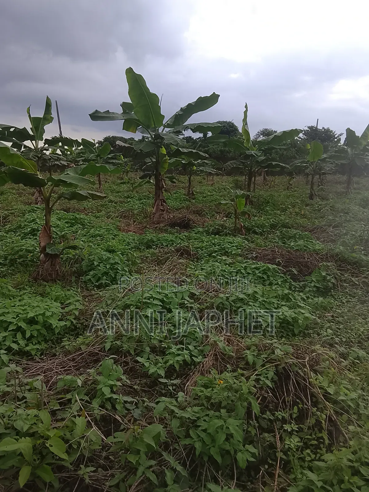 Tomato and Pepper Farm for Sell Abeokuta in Odeda
