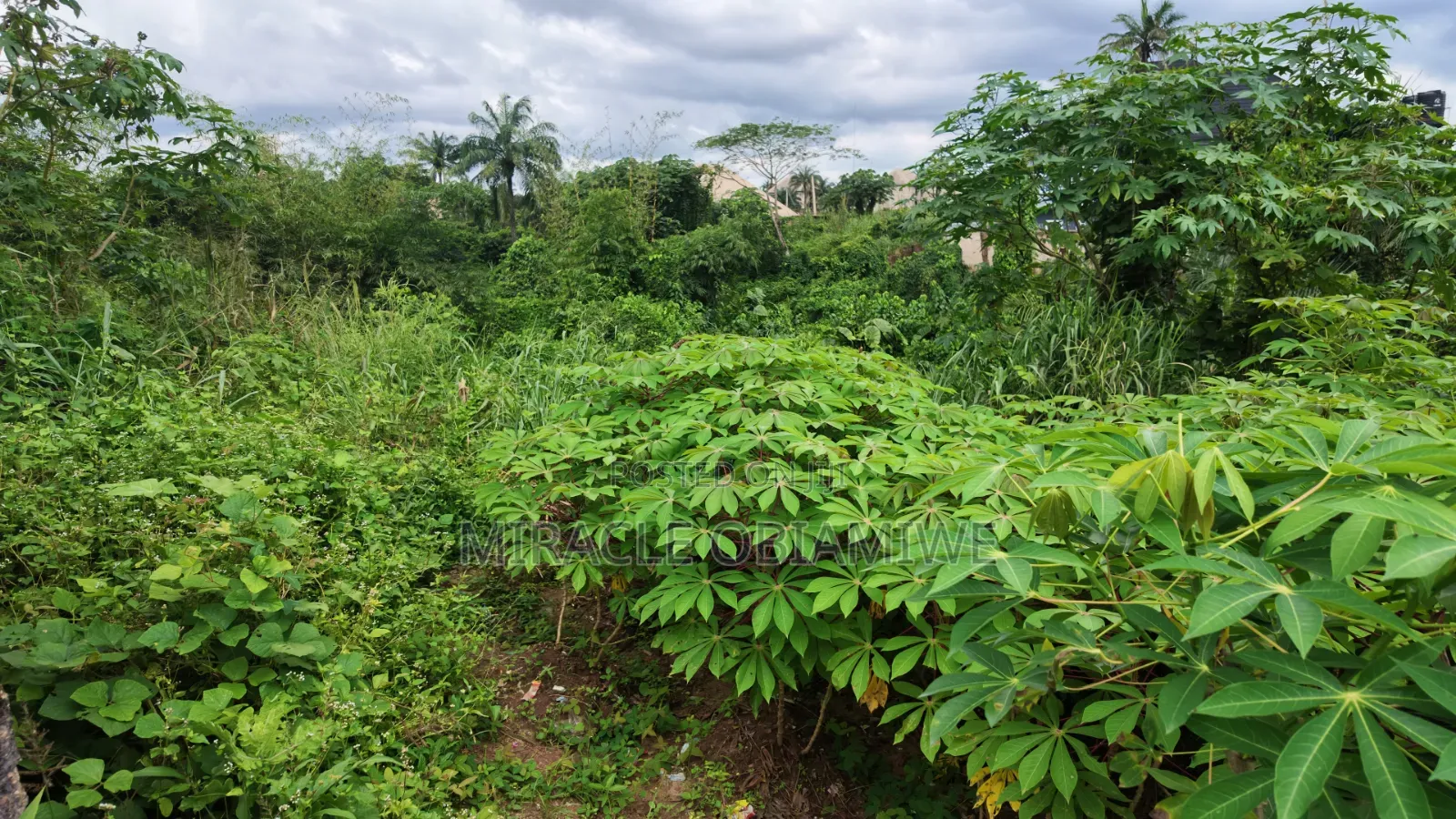 One Plot of Land for Sale Umuahia Abia State in Umuahia