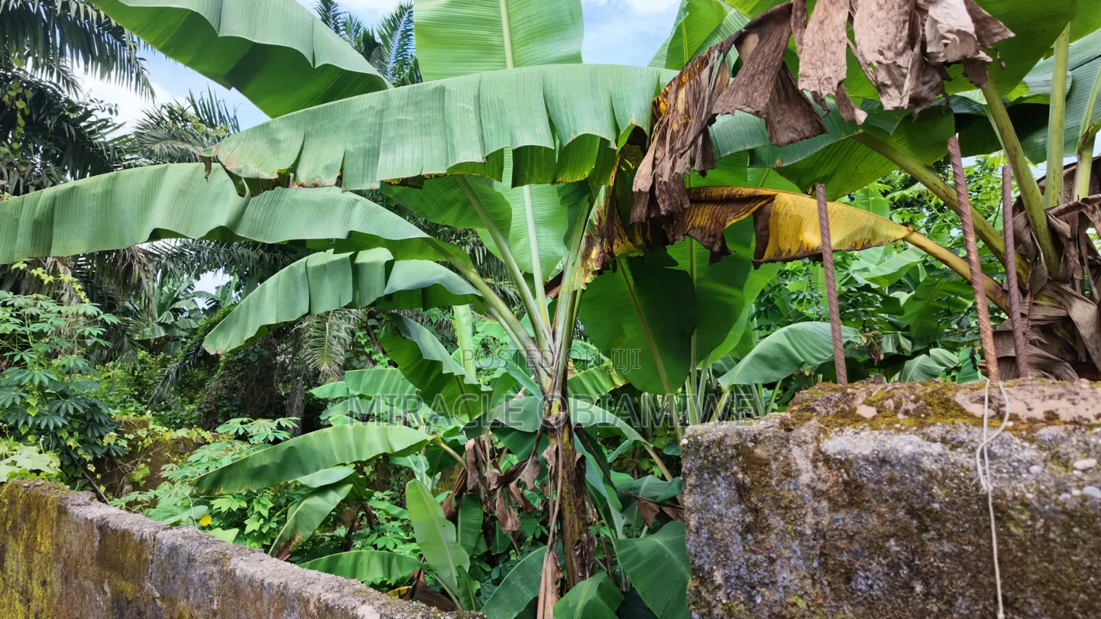 Half Plot of Land for Sale Umuahia Abia State in Umuahia