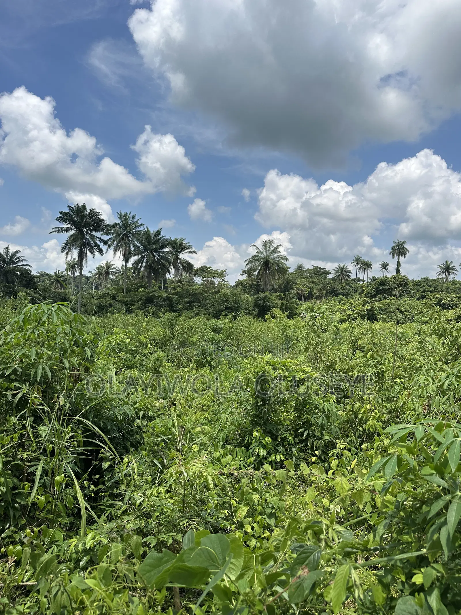 20 Acres of Good Farmland Is Available in Ogun State in Obafemi-Owode