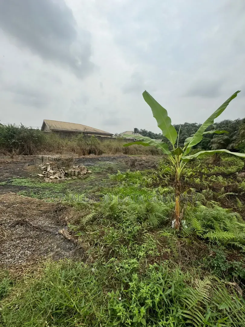 Palm Trees Farm on 65 Hectares of Land in Okada
