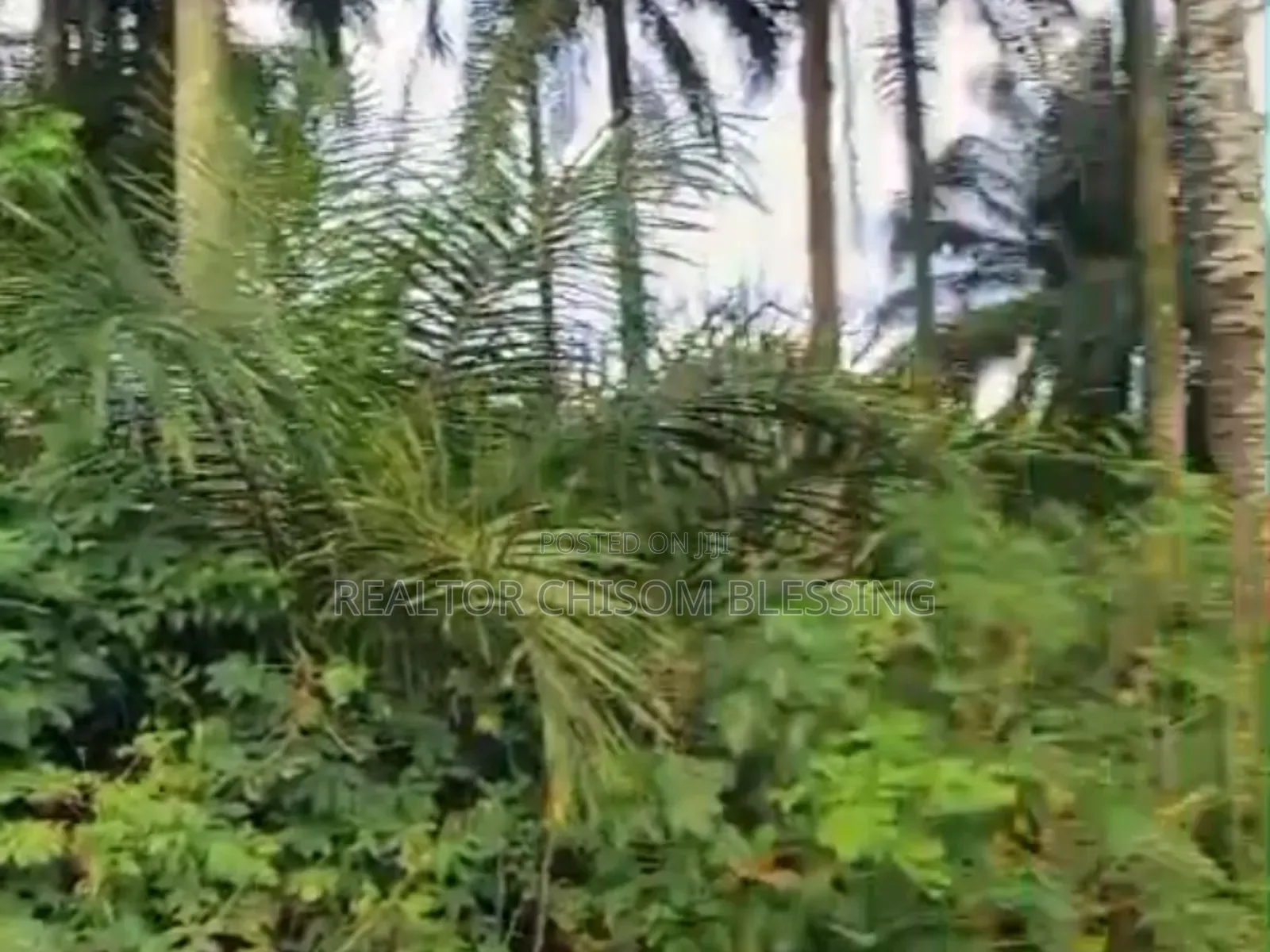 2 Full Plots for Sale Dozie Way Umuahia Abia State in Umuahia
