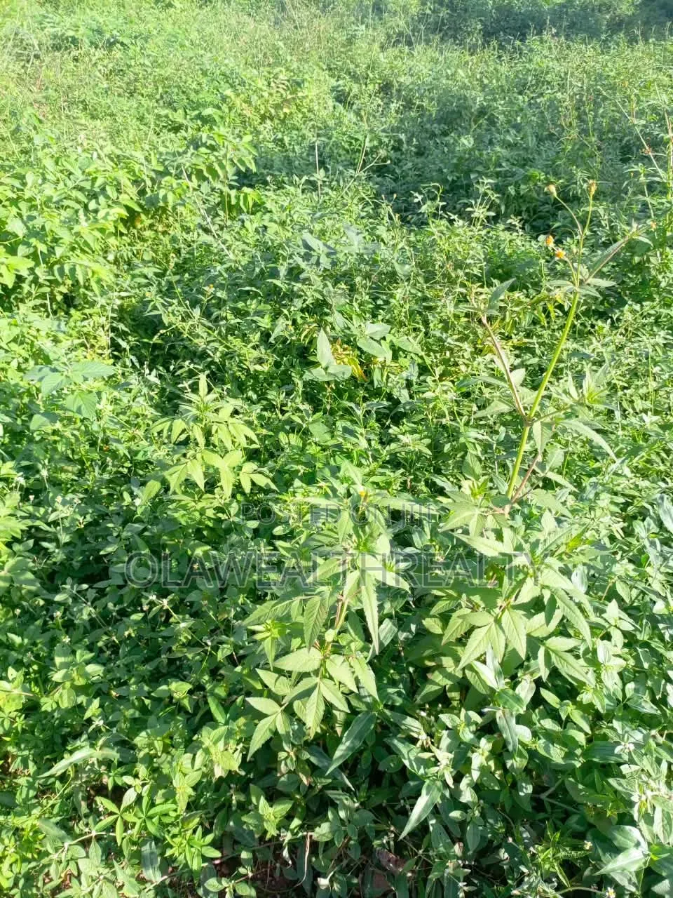 1,672sqm Residential Land at Katampe Extension in Katampe Extension