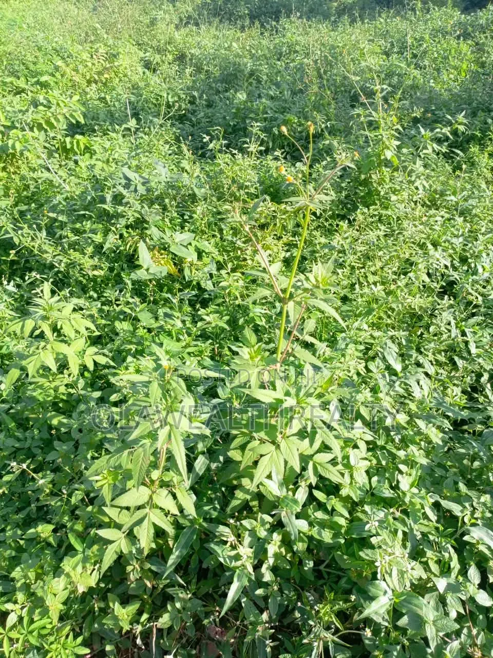 650sqm Estate Plot at Galadimawa in Galadimawa