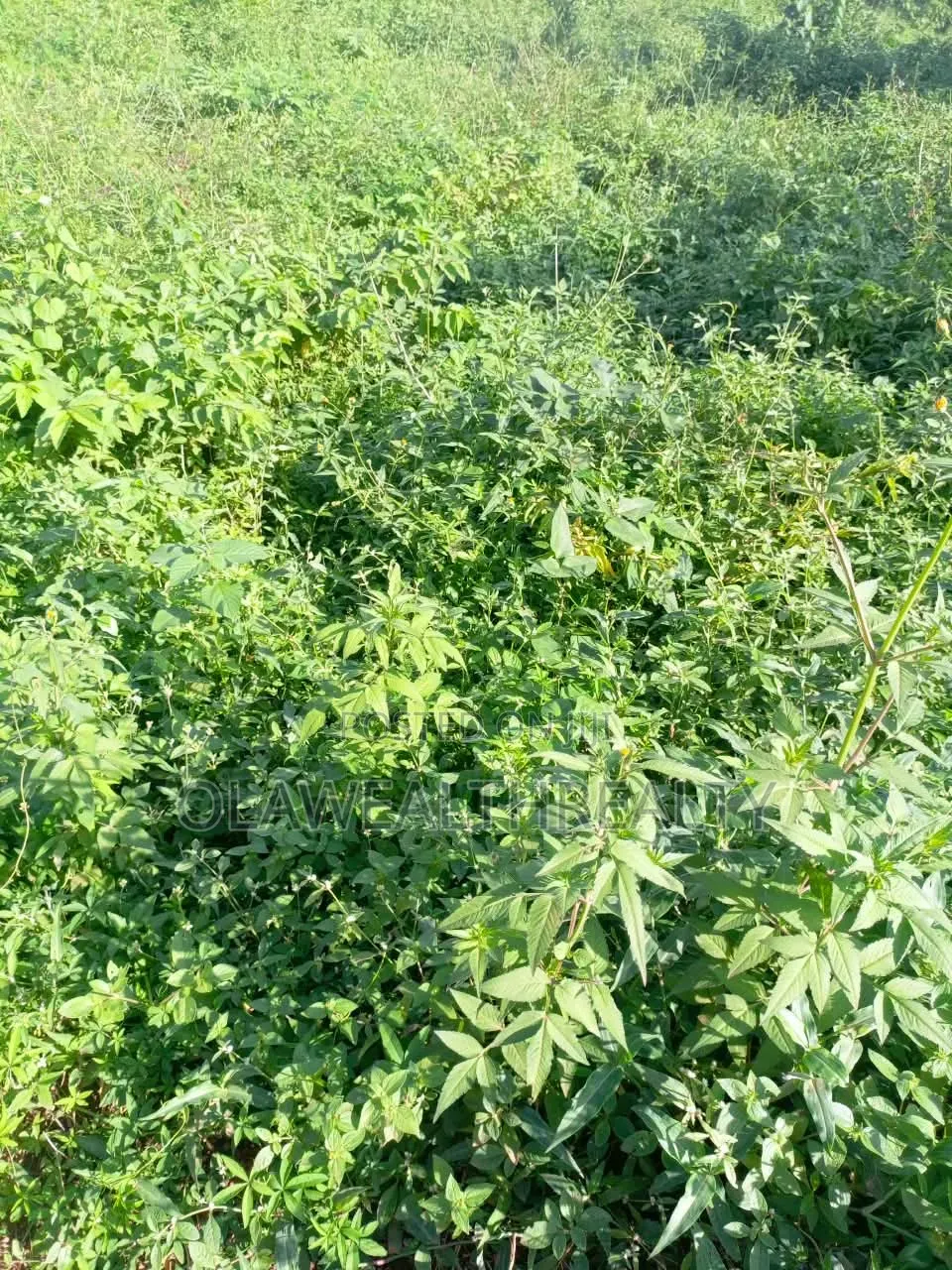 1,089sqm Residential Land at Park Manor in Samonda