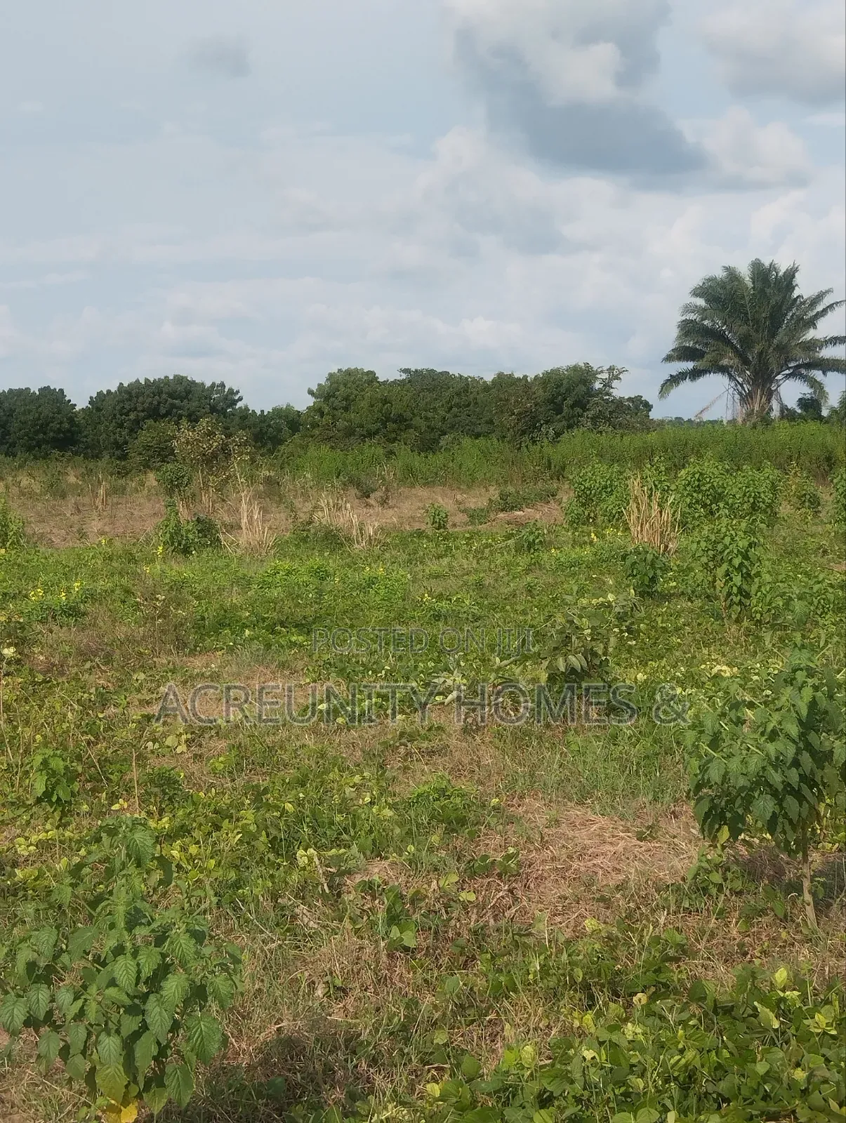500 Acres of Farmland for Sale at Igbo Tapa, Igboora, Oyo State in Igbo Ora