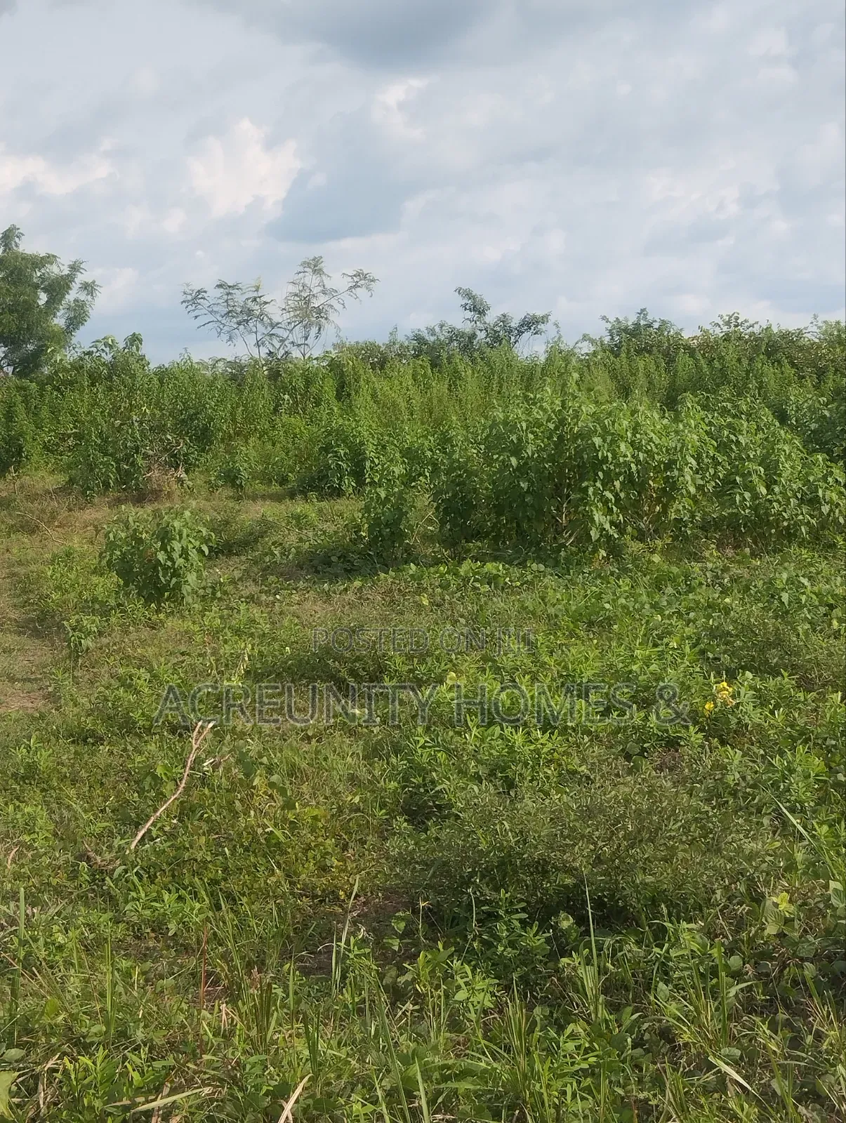 500 Acres of Farmland for Sale at Igbo Tapa, Igboora, Oyo State in Igbo Ora