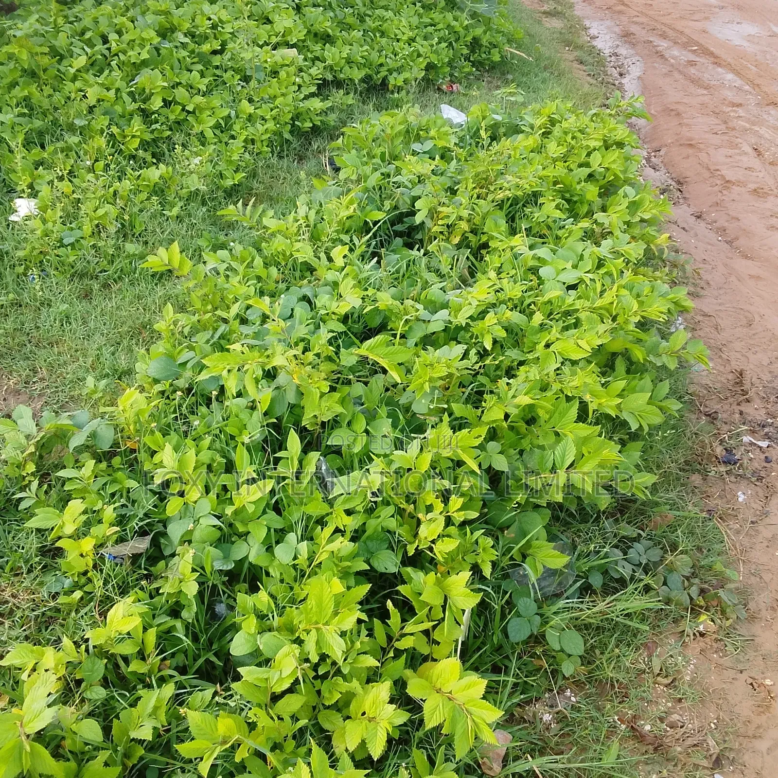 3000Sqm Gudu Commercial Land in Gudu