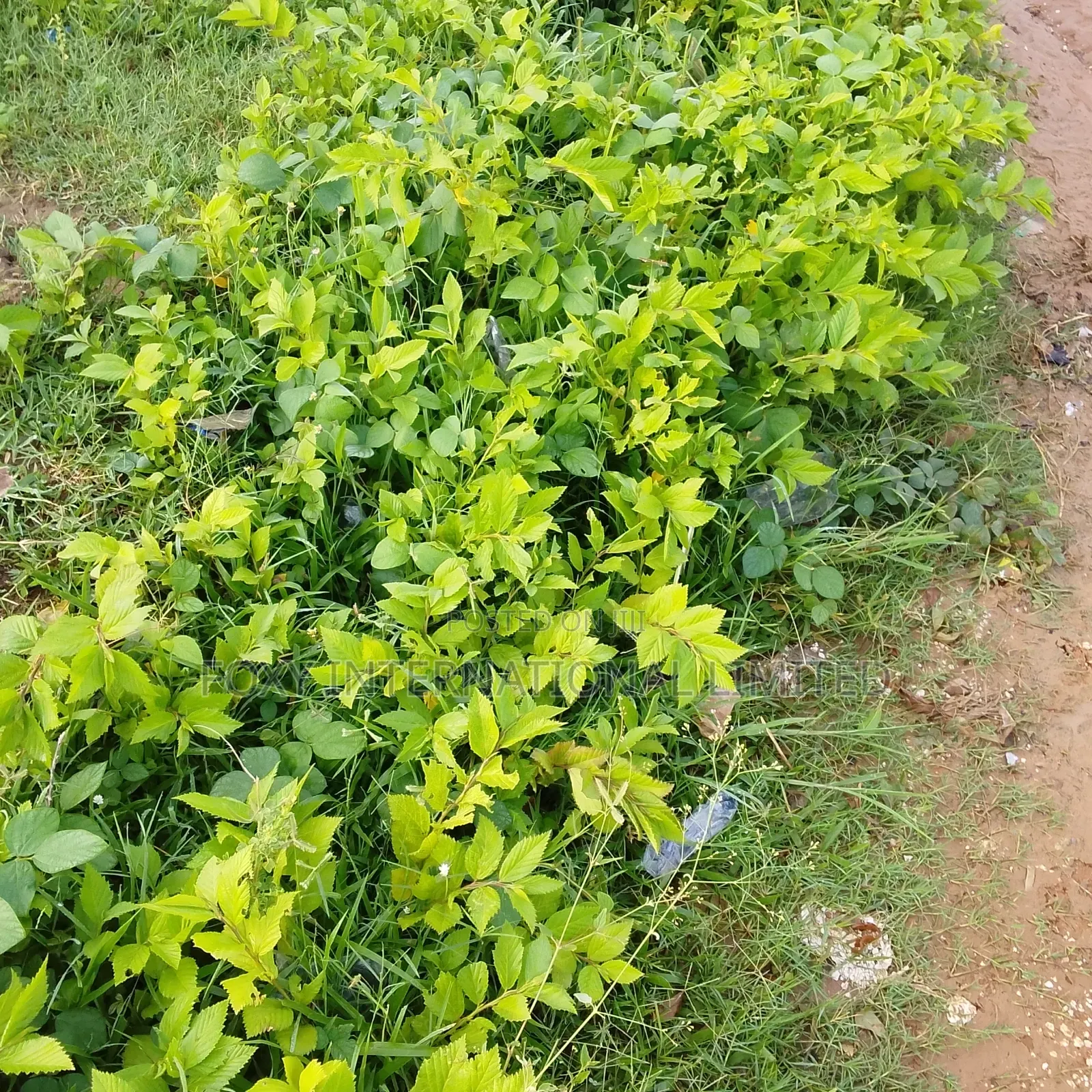 3000Sqm Gudu Commercial Land in Gudu