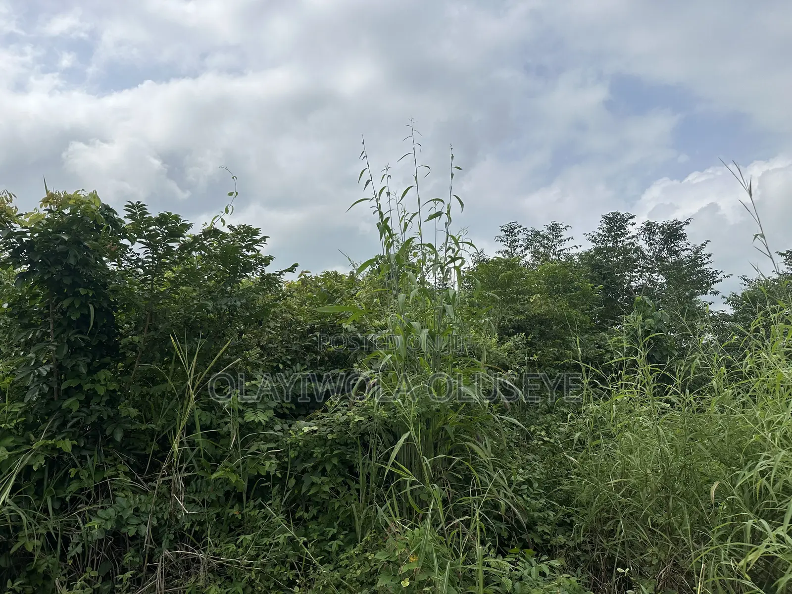 Affordable Land for Farming in Ogun State, Nigeria in Obafemi-Owode