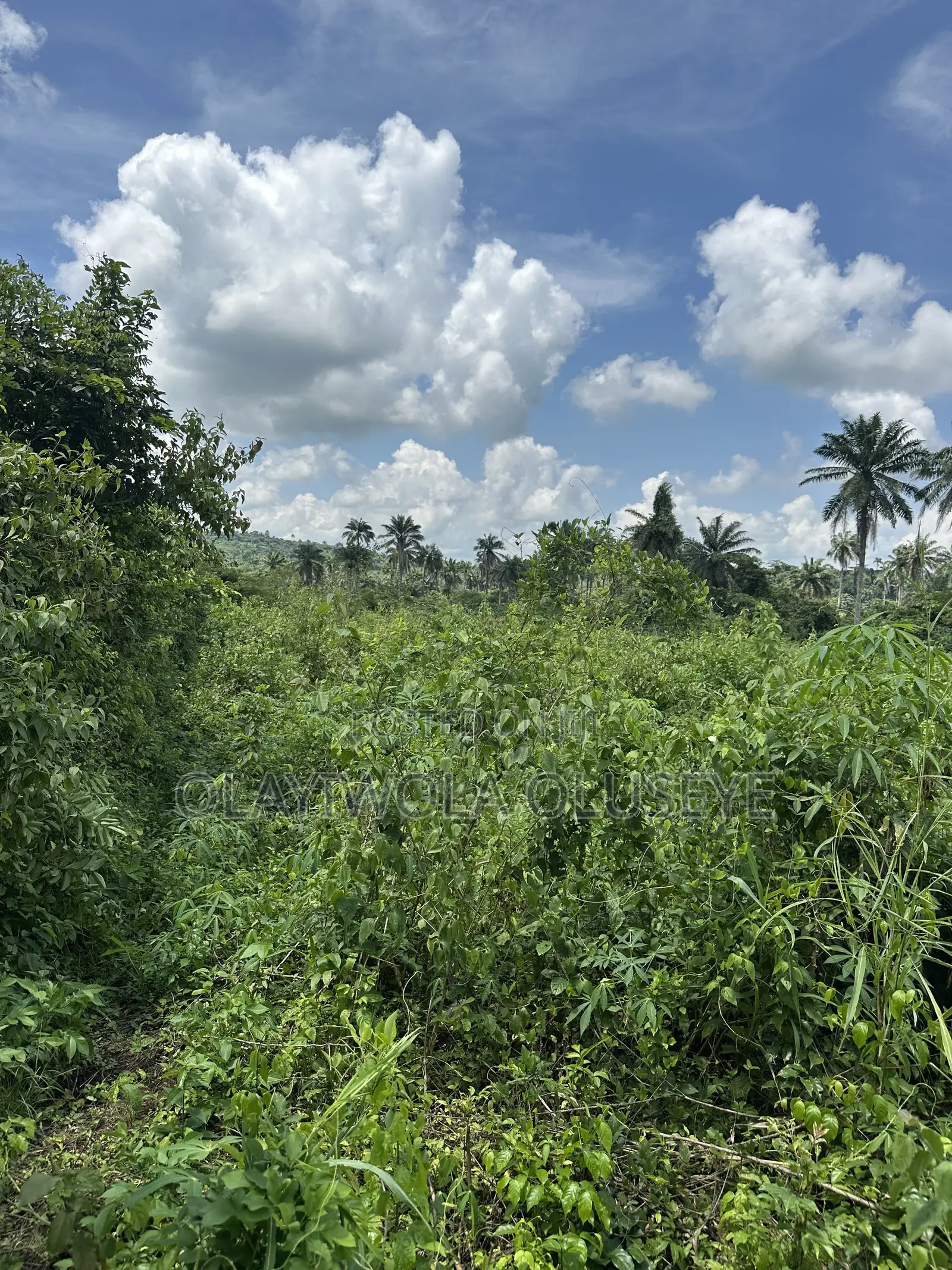 200 Acres of Land Available for Sale in Obafemi-Owode