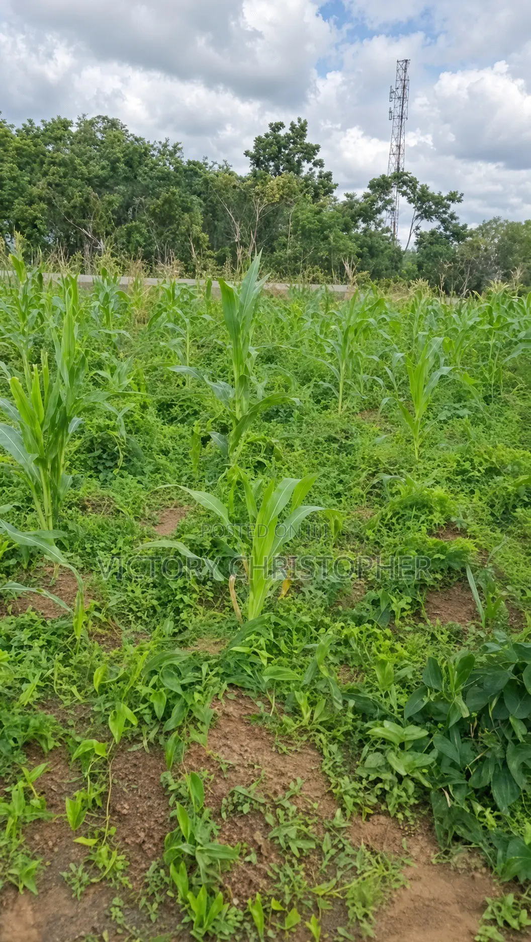 1000sqm Residential Land in Galadimawa