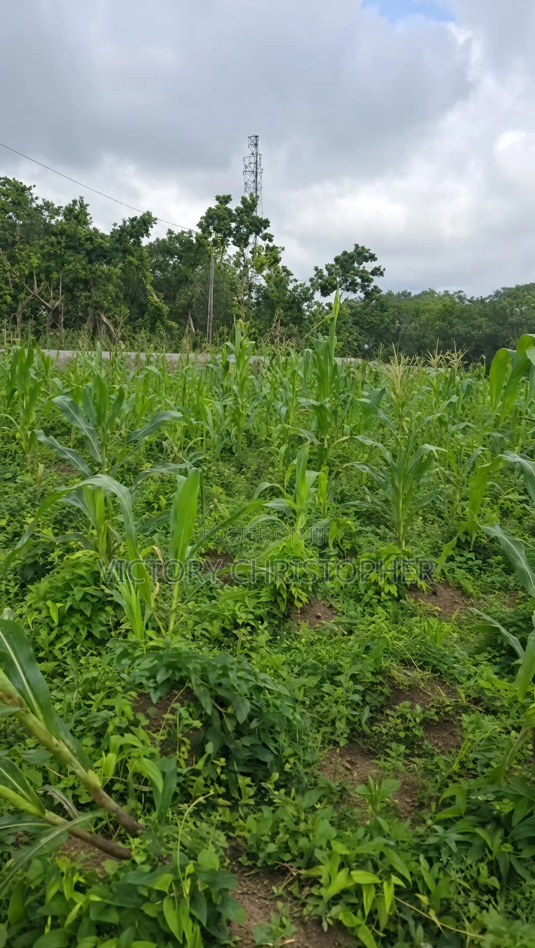 1000sqm Residential Land in Galadimawa
