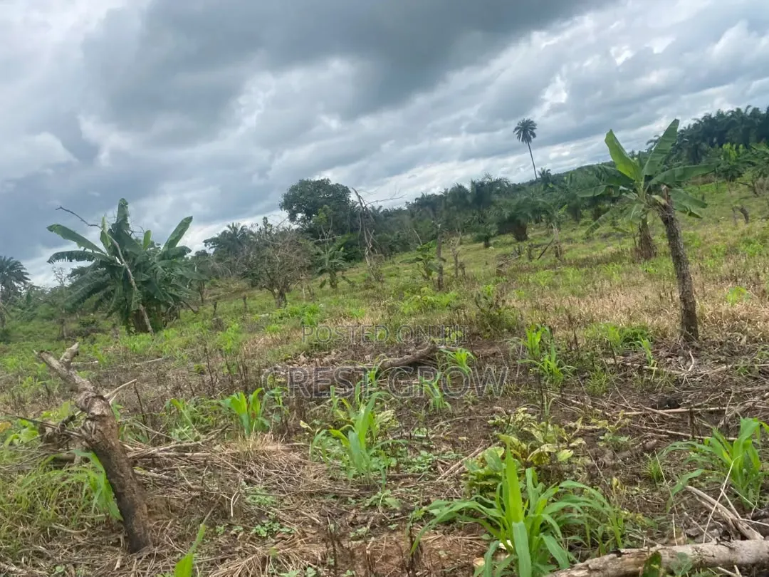 Farmland at Iseyin Oyo State in Iseyin