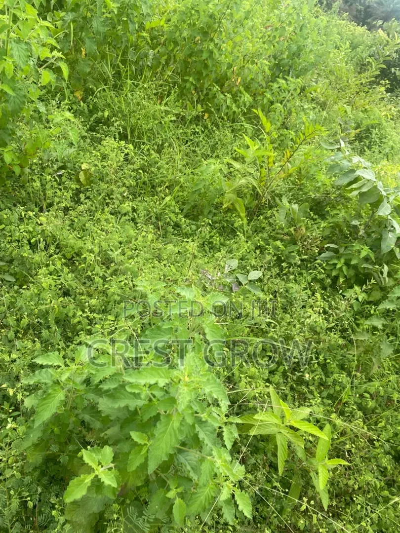 100 Acres of Quality Farm Land at Iseyin Oyo State in Iseyin