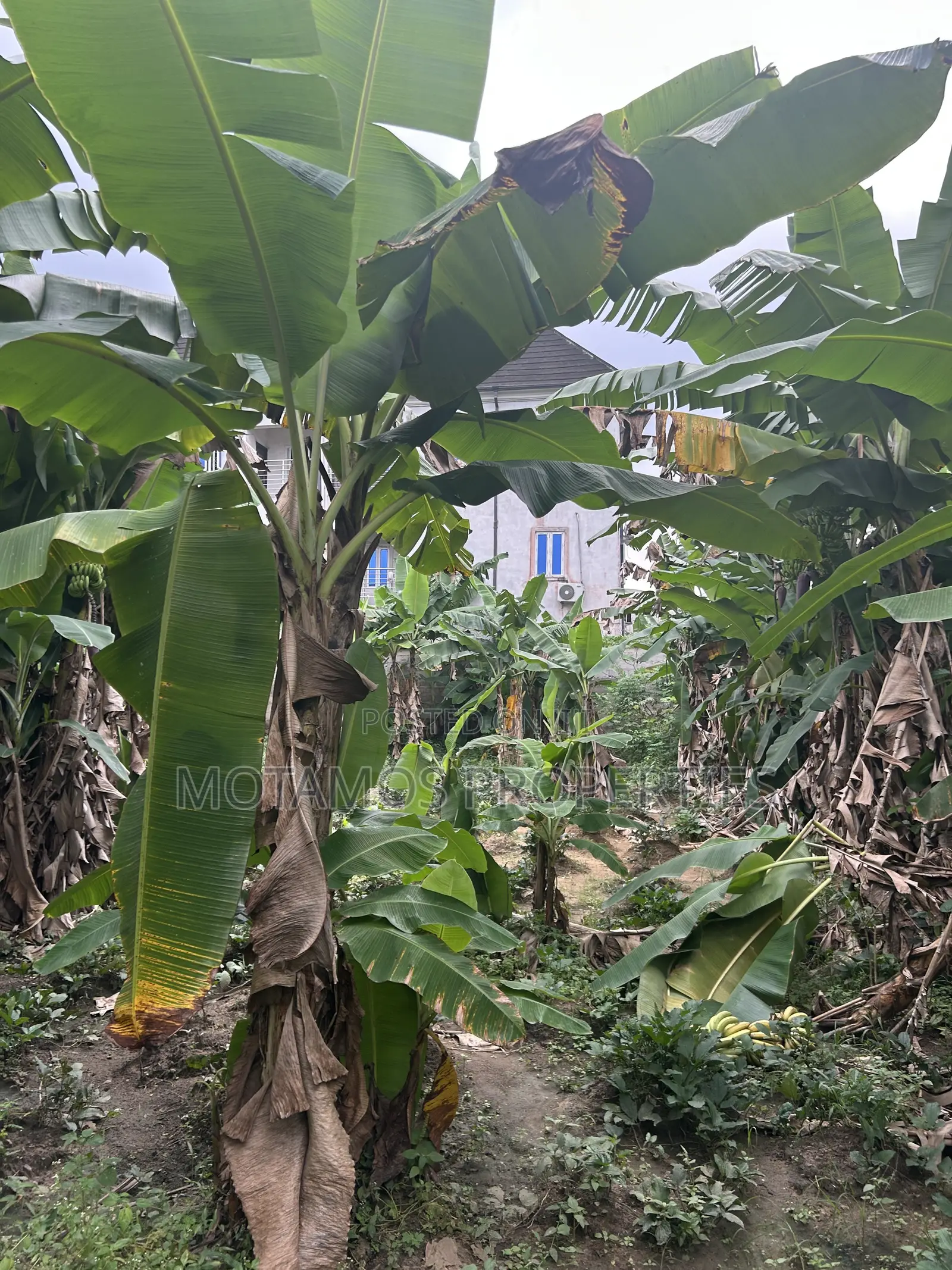 2plots of Land for Sale at Egbelu Minita Estate Ph in Obio-Akpor