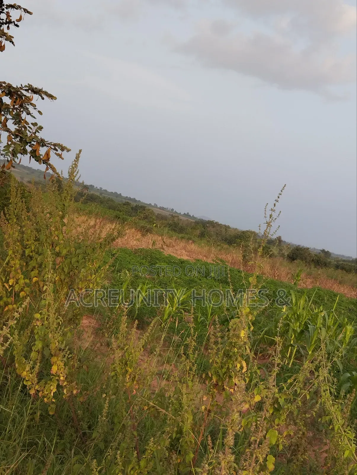 606 Acres of Farmland Available at Edu Village, Along Iseyin-Saki Road in Itesiwaju