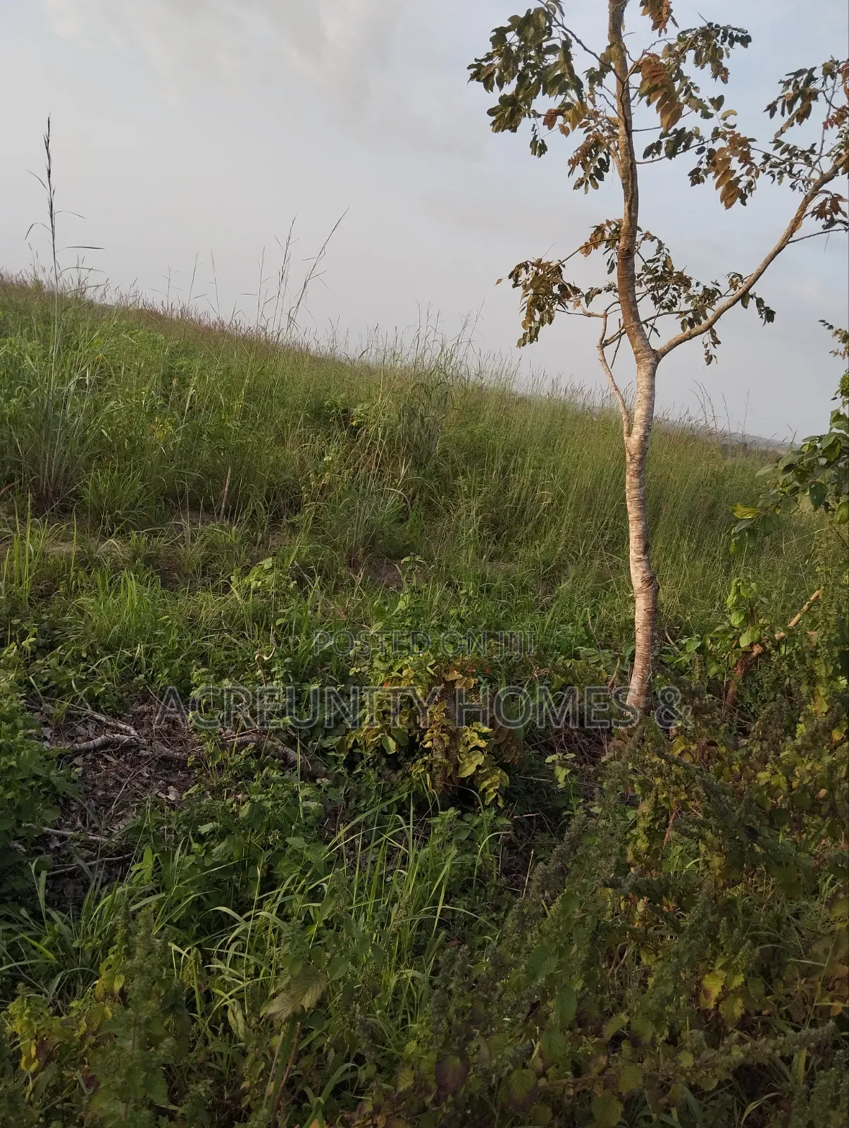 606 Acres of Farmland Available at Edu Village, Along Iseyin-Saki Road in Itesiwaju
