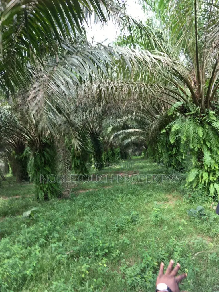 Vegetable Oil Factory At Sango Ogun State in Ado-Odo/Ota