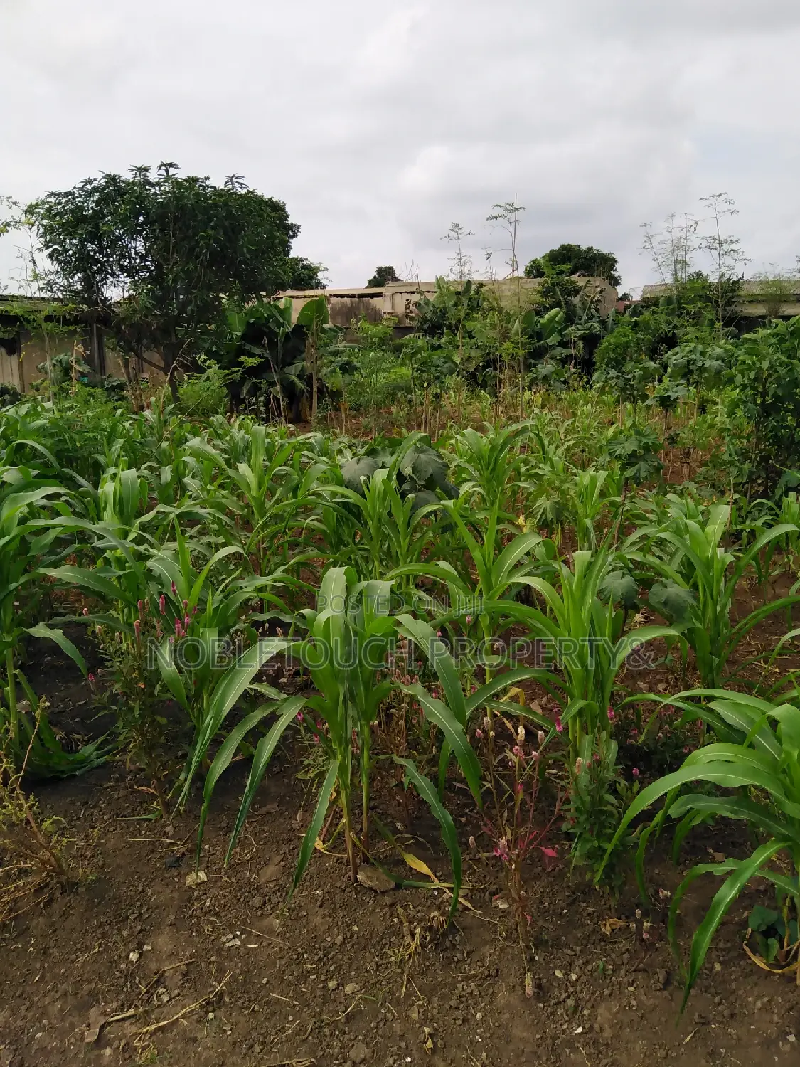 For Sale; Commercial 3 Plots of Land at dimu Ejigbo in Alimosho