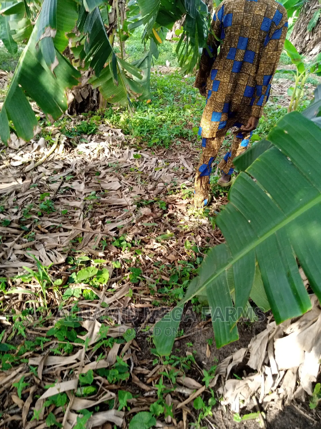 500 Acres of Farm Land for Sale in Odeda