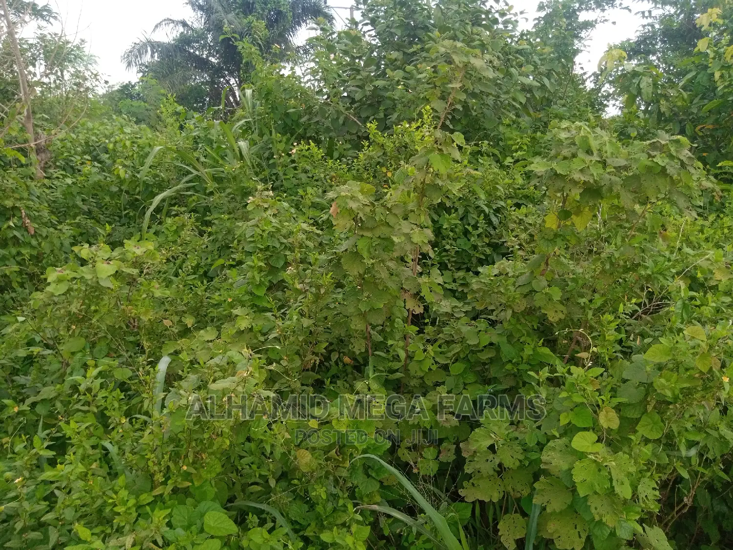 1000 Acres of Farm Land for Sale at 500,000 Per Acre in Ilaro