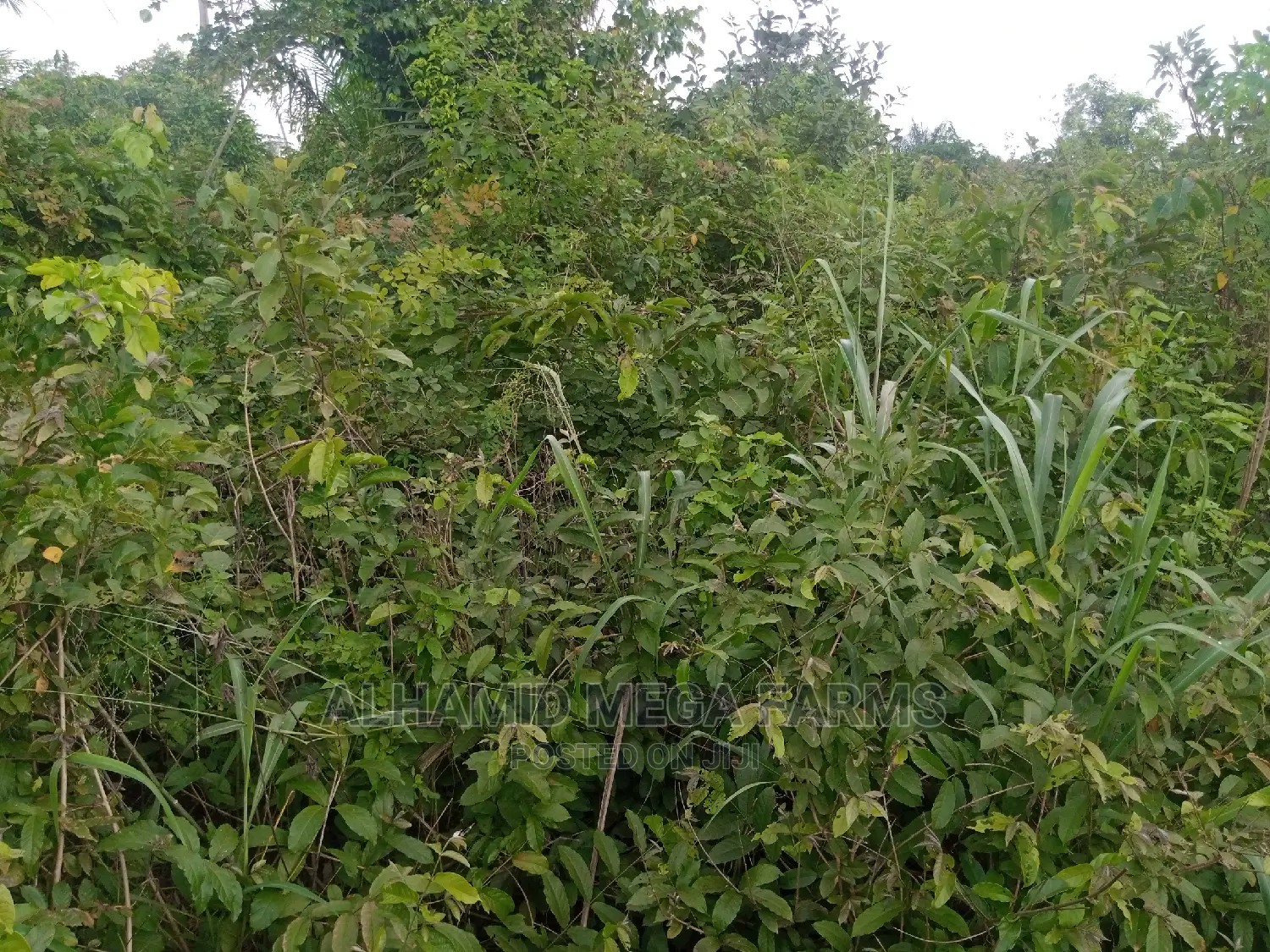 1000 Acres of Farm Land for Sale at 500,000 Per Acre in Ilaro