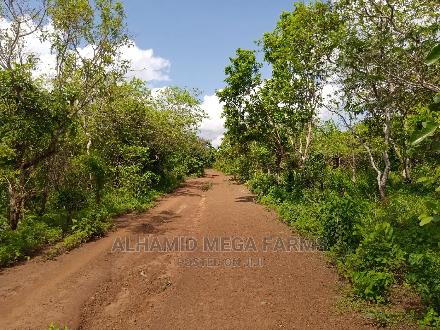 250 Acres of Farmland at 500,000 Per Acre in Ayetoro