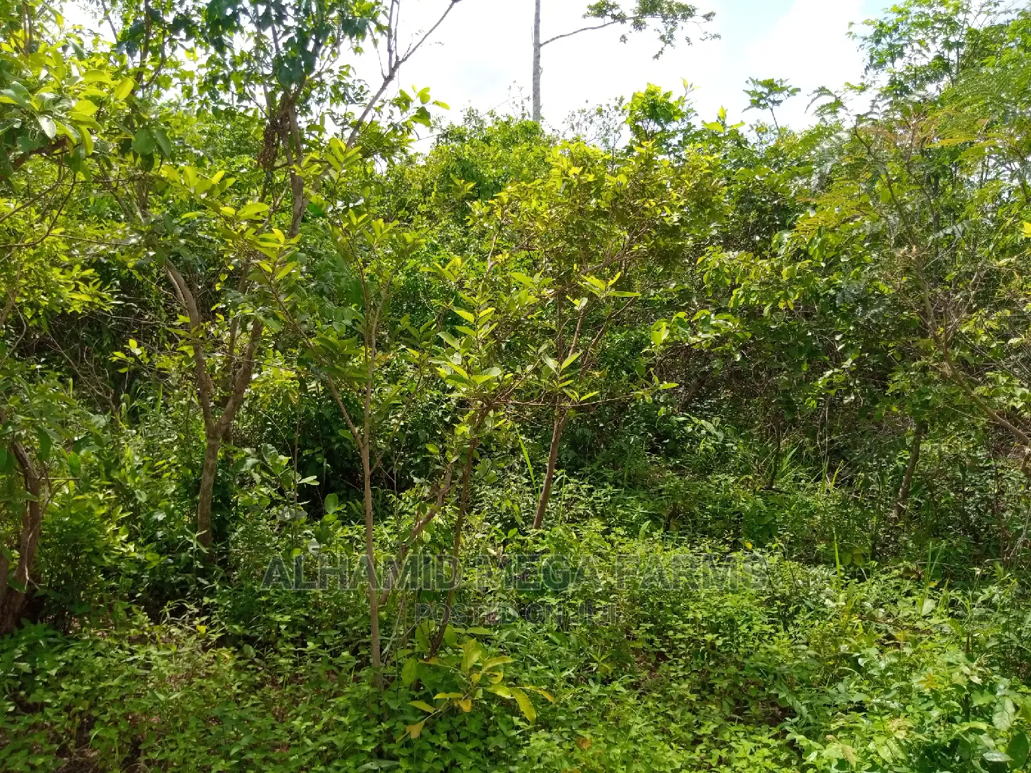 250 Acres of Farmland at 500,000 Per Acre in Ayetoro