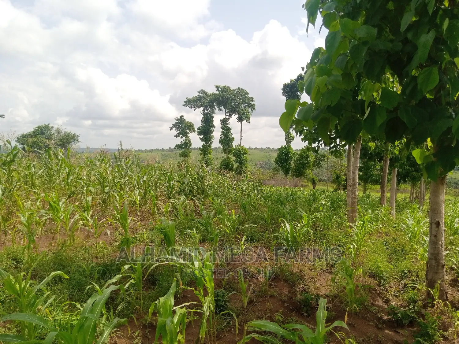 800 Acres of Farmland for Sale at 350,000 Per Acre in Odeda