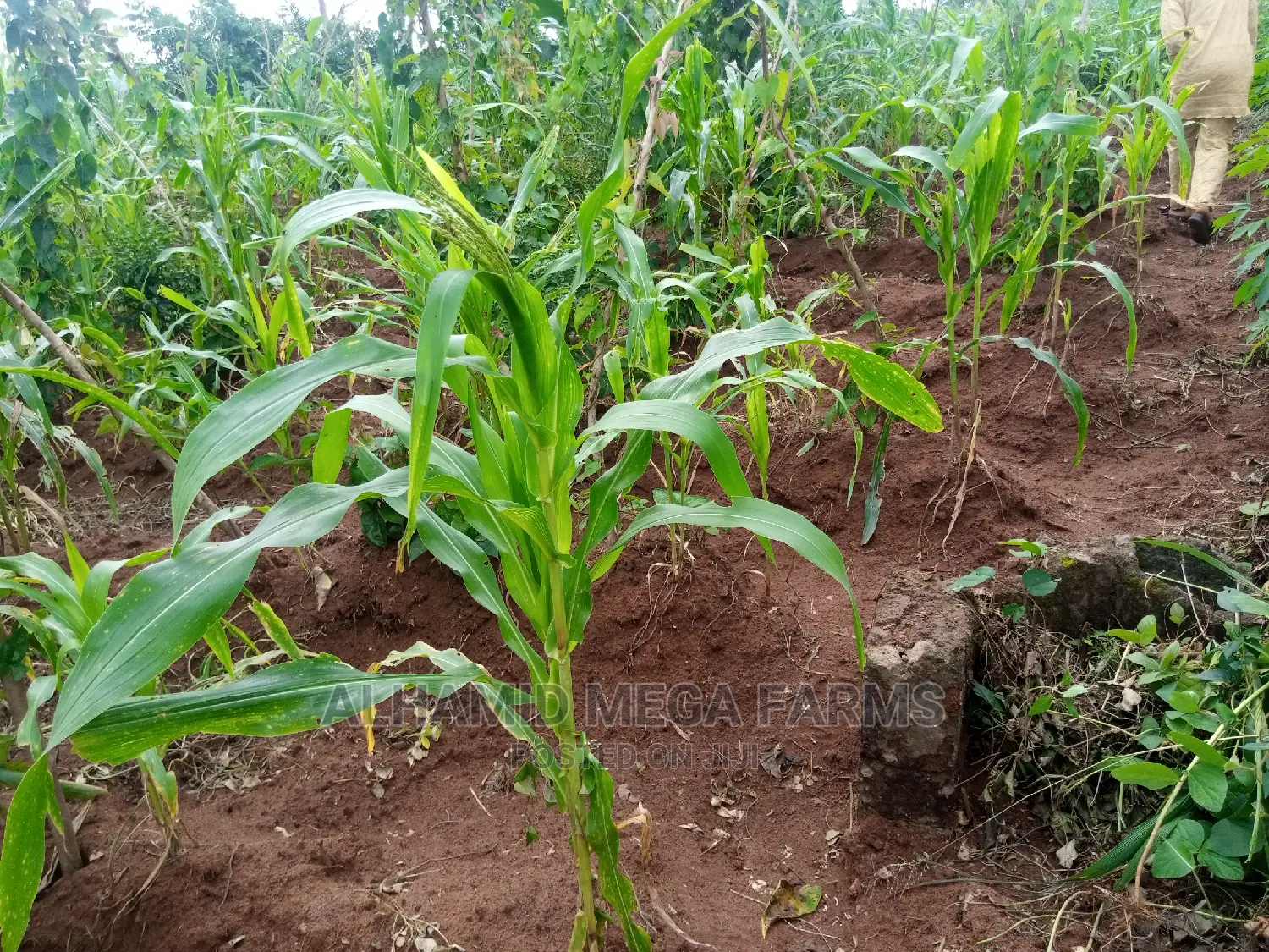 800 Acres of Farmland for Sale at 350,000 Per Acre in Odeda