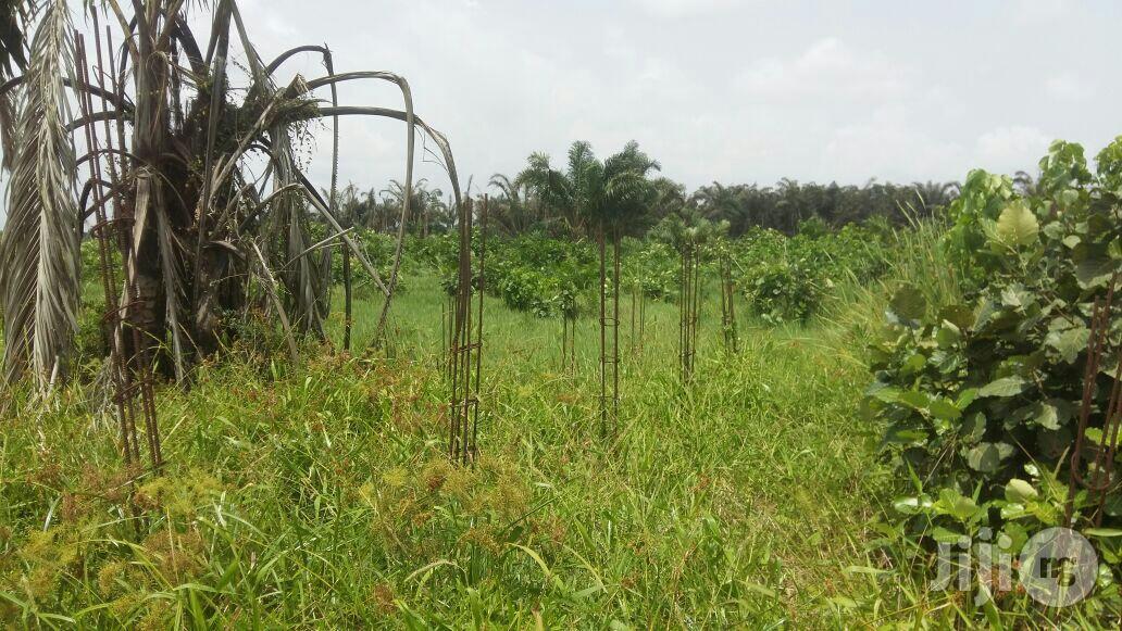 Fast Selling Plots of Land at Abule Ado Behind Trade Fair in Abule Ado
