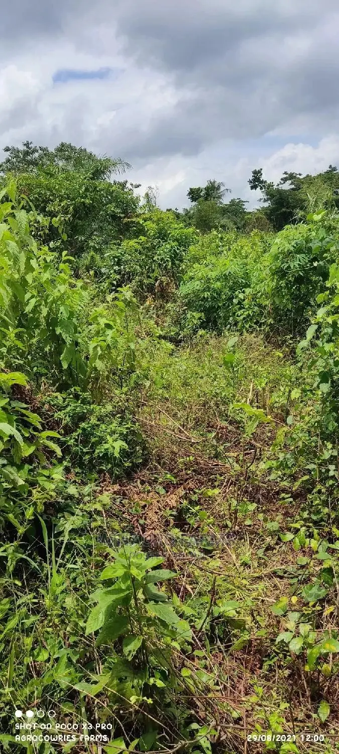 Cheap Farm Land for Sale in Abeokuta South