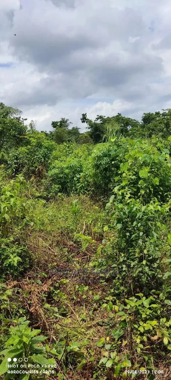 Cheap Farm Land for Sale in Abeokuta South