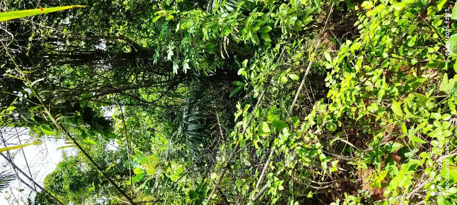 Massive Farm Lands for Sale in Abeokuta South in Abeokuta South