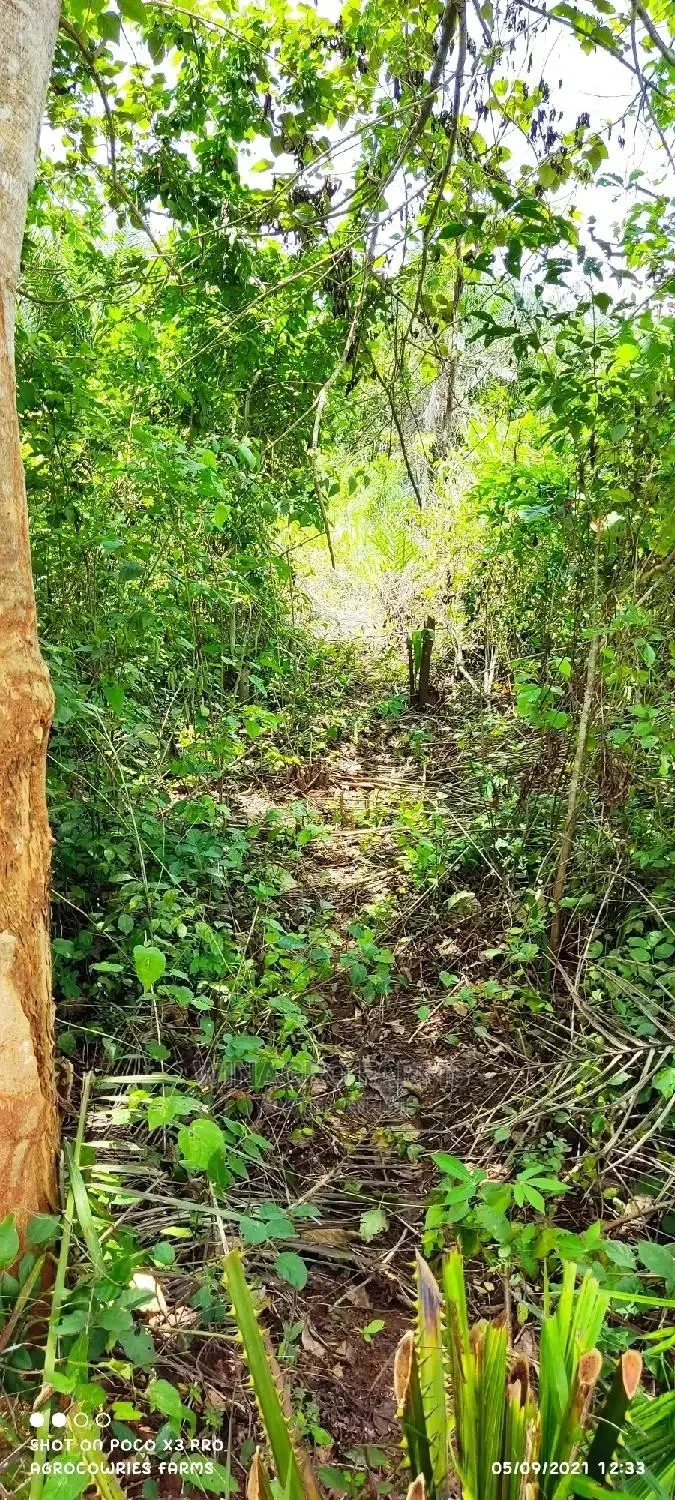 Natural Fertile Land in Abeokuta South
