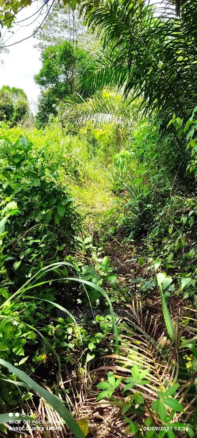 Natural Fertile Land in Abeokuta South