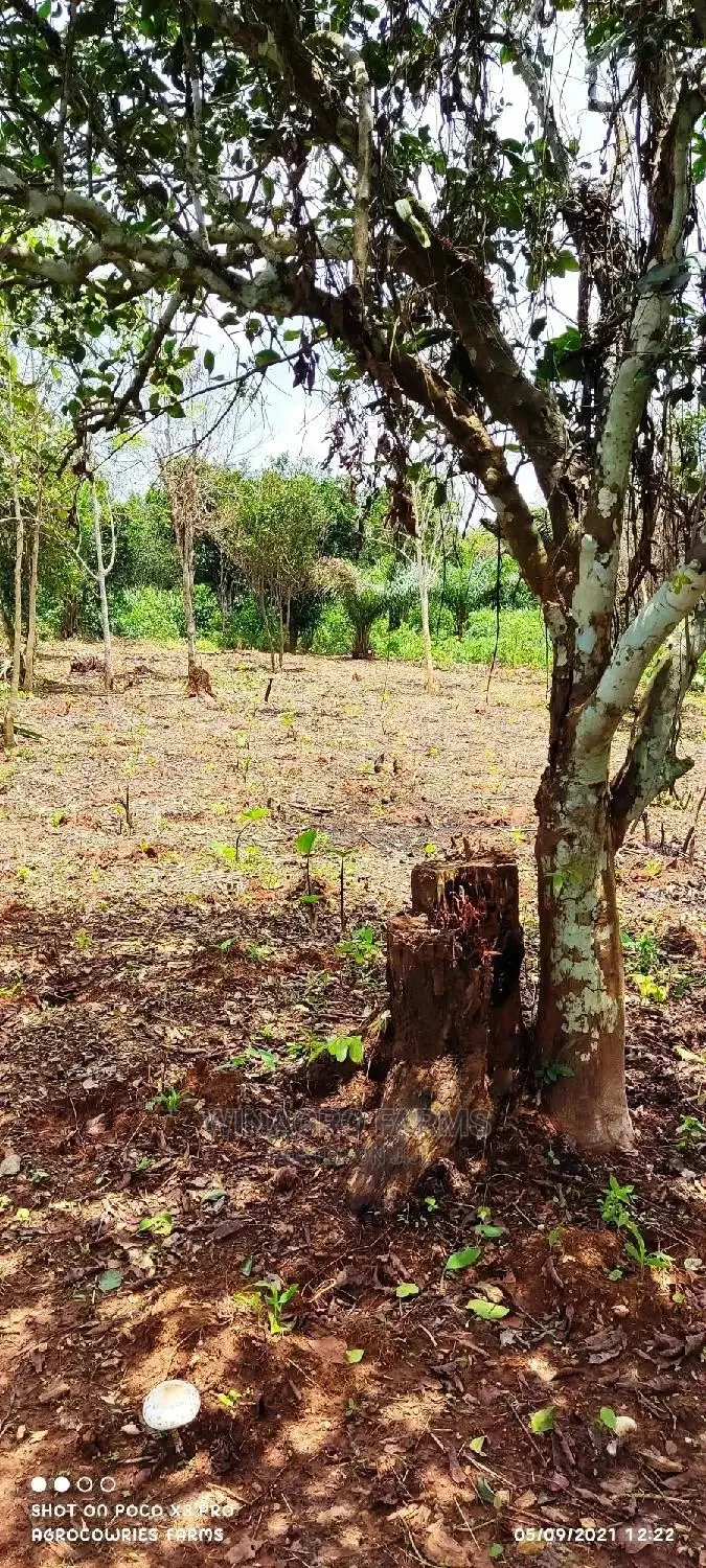 Fertile Agriculture Land for Sale in Ogun State in Abeokuta South