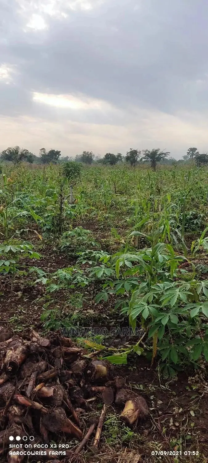 Farm Land Wey Cheap in Abeokuta South