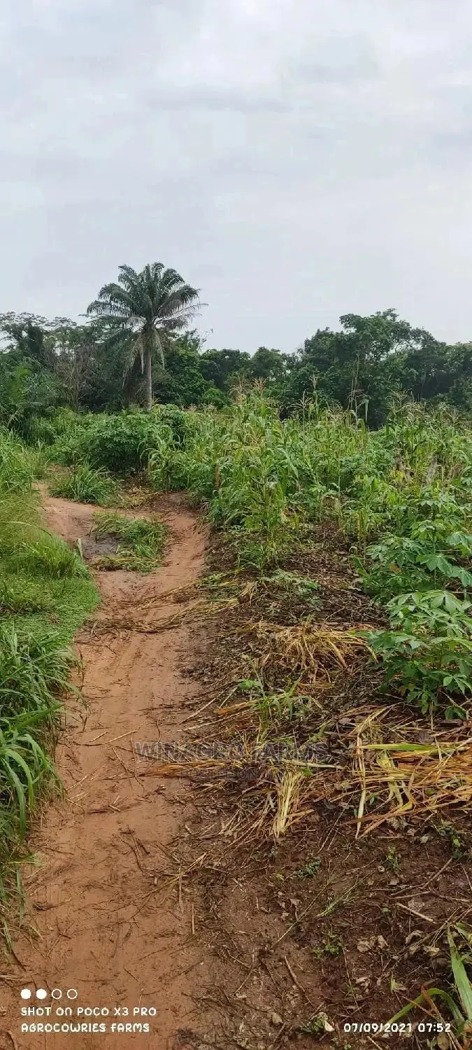 Farm Land Wey Cheap in Abeokuta South