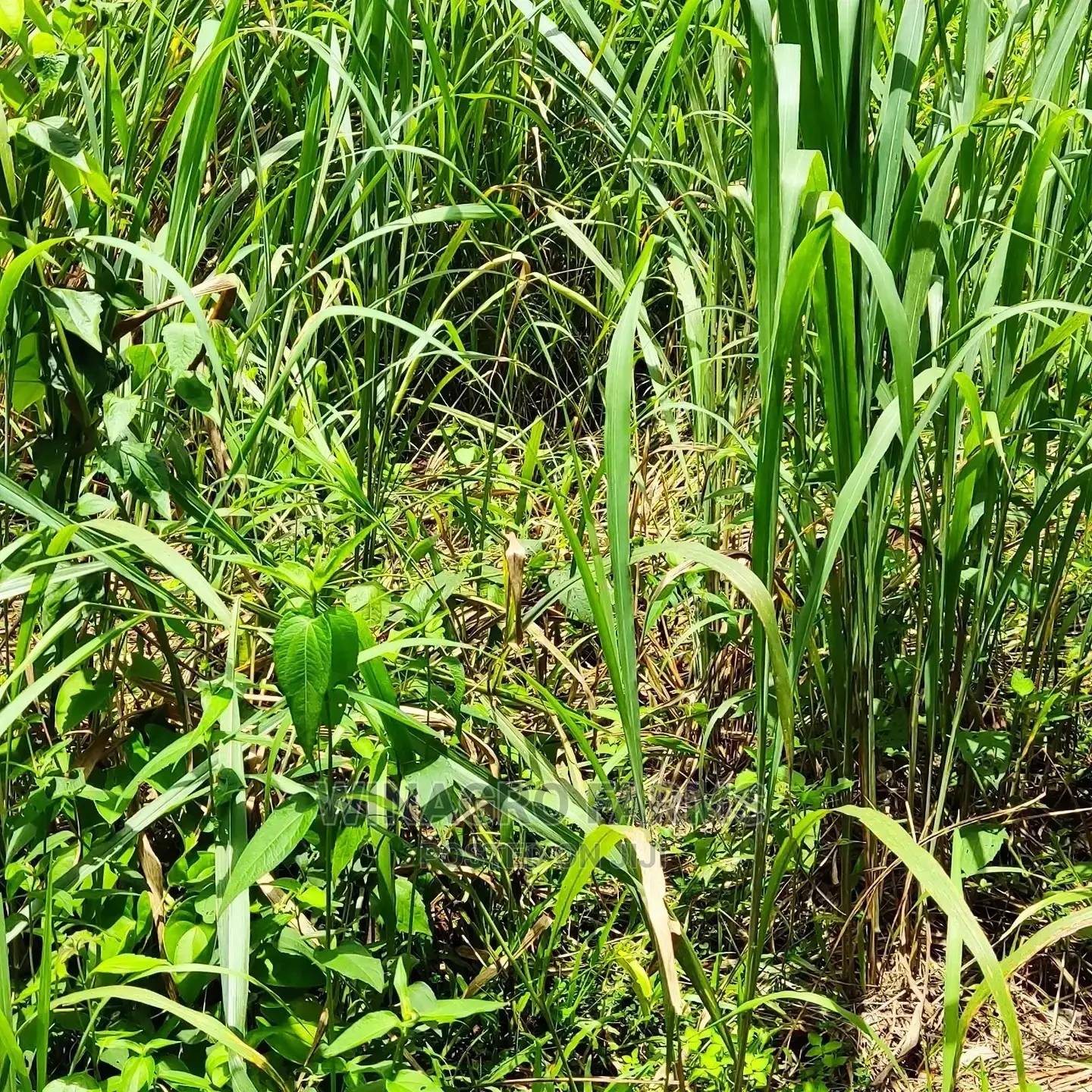 Fresh Farm Land in Abeokuta South