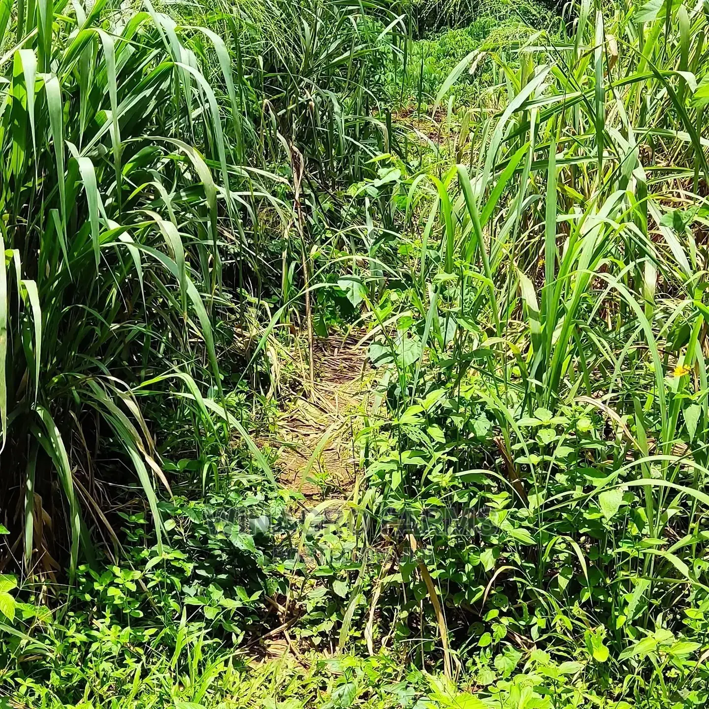 Fresh Farm Land in Abeokuta South