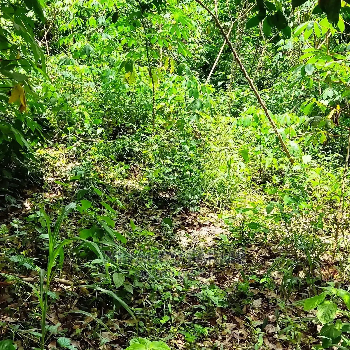 Fresh Farm Land in Abeokuta South