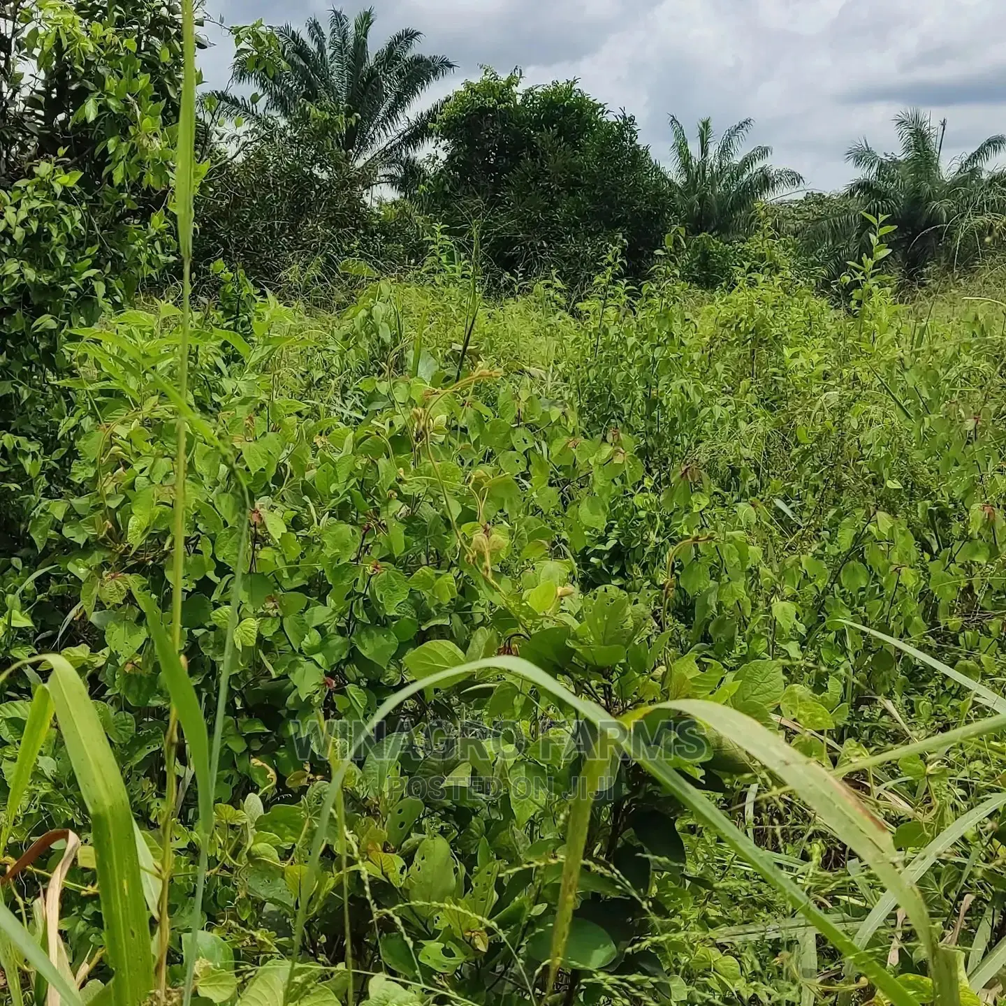 For Sale;Acres of Farm Land in Abeokuta North in Abeokuta South