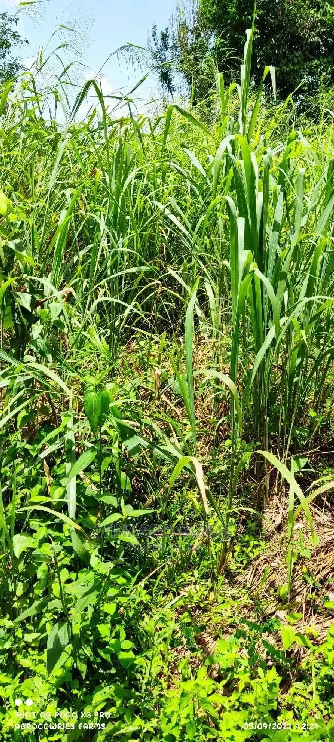 Affordable Acres of Land for Farming for Sale in Ogun in Abeokuta South