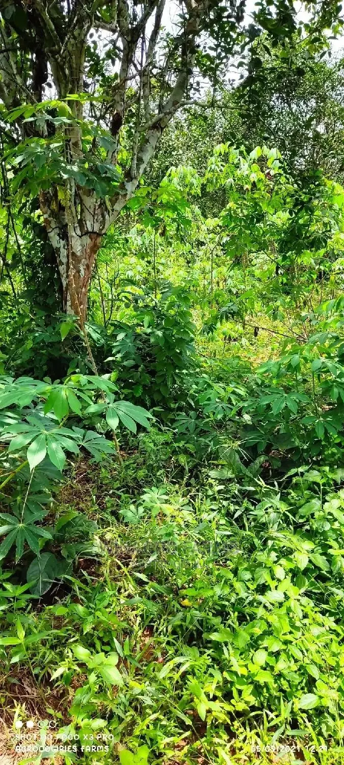 Affordable Acres of Land for Farming for Sale in Ogun in Abeokuta South